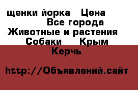 щенки йорка › Цена ­ 15 000 - Все города Животные и растения » Собаки   . Крым,Керчь